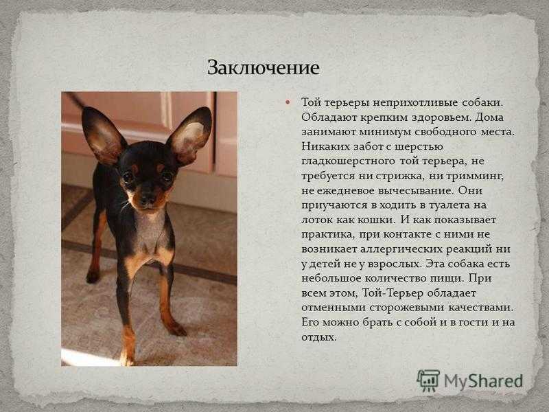 Русский той 🐶 фото, описание, характер, факты, плюсы, минусы собаки ✔