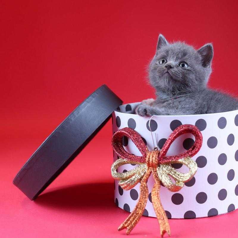 Подарок коту: что подарить кошке на новый год и день рождения?