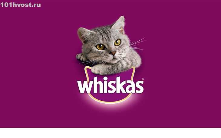 Рыжий кот из рекламы порода. «лицо» торговой марки whiskas и другие «звёзды» кошачьих реклам. какие актеры снимались в рекламе шеба