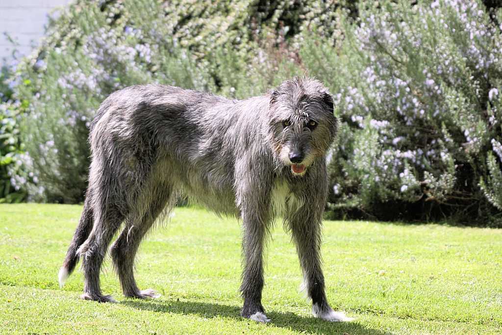 Ирландский волкодав (64 фото): характер и отношения с человеком, описание щенков этой породы собак и размеры, отличия от дирхаунда