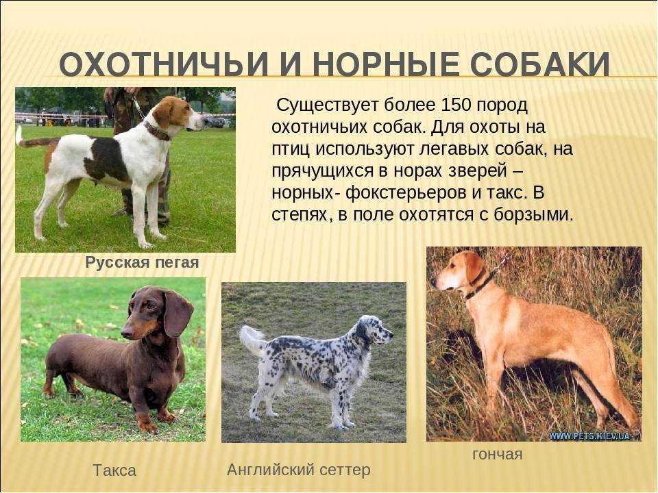 Охотничьи собаки: список пород с фото и описаниями | «дай лапу»