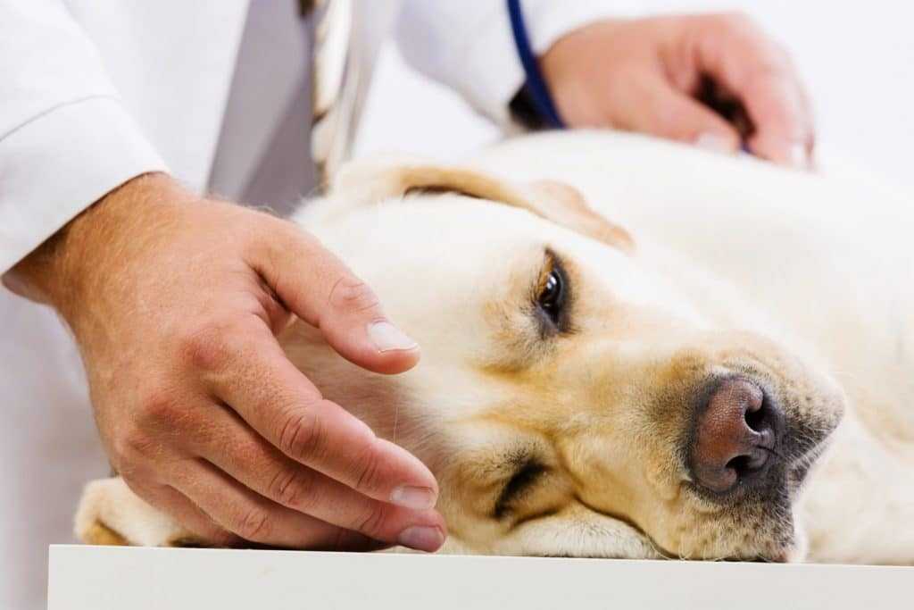 Заворот желудка у собак - симптомы, лечение, первая помощь в москве. ветеринарная клиника "зоостатус"