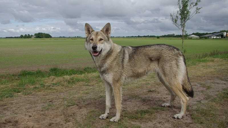 Волчья собака сарлоса: описание, характер, особенности и отзывы :: syl.ru