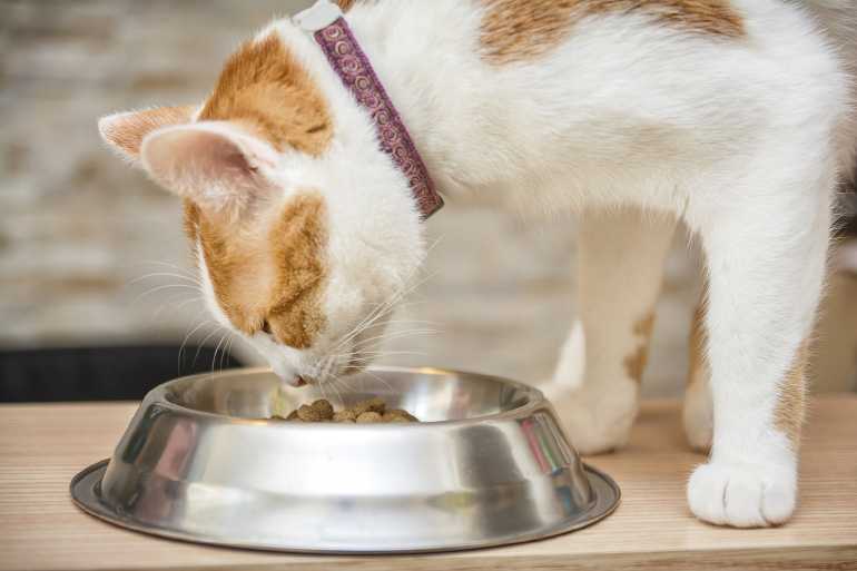 Как приучить котенка есть сухой корм: типичные ошибки