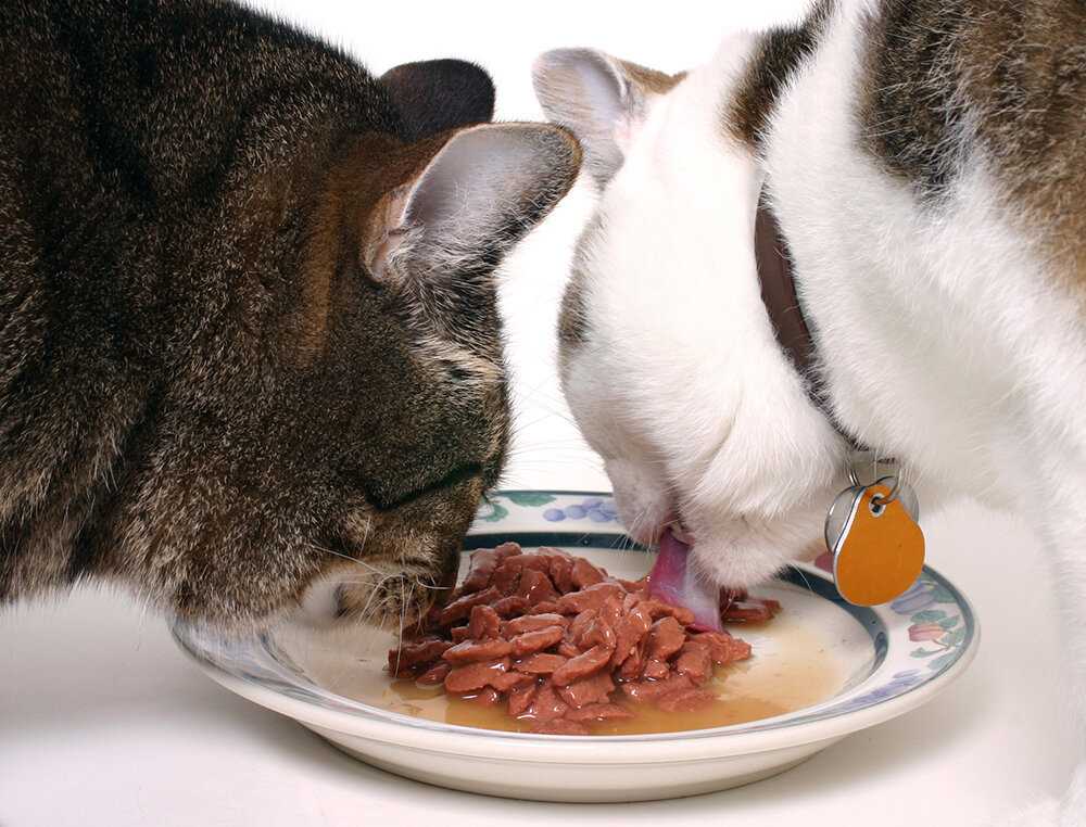 Как принудительно кормить кошку