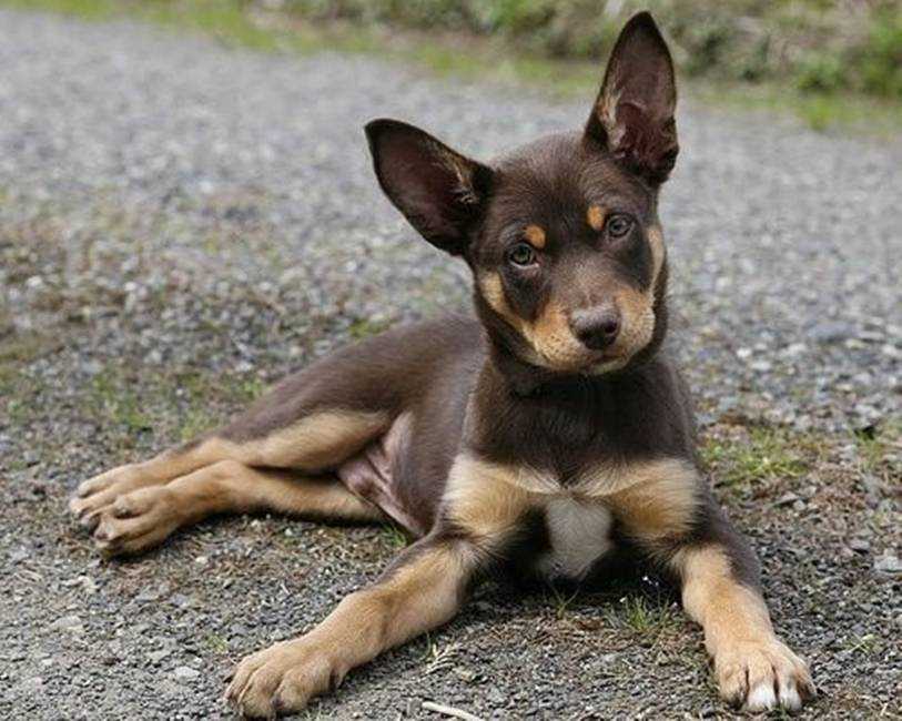 Порода австралийская пастушья собака: характеристики, фото, характер, правила ухода и содержания