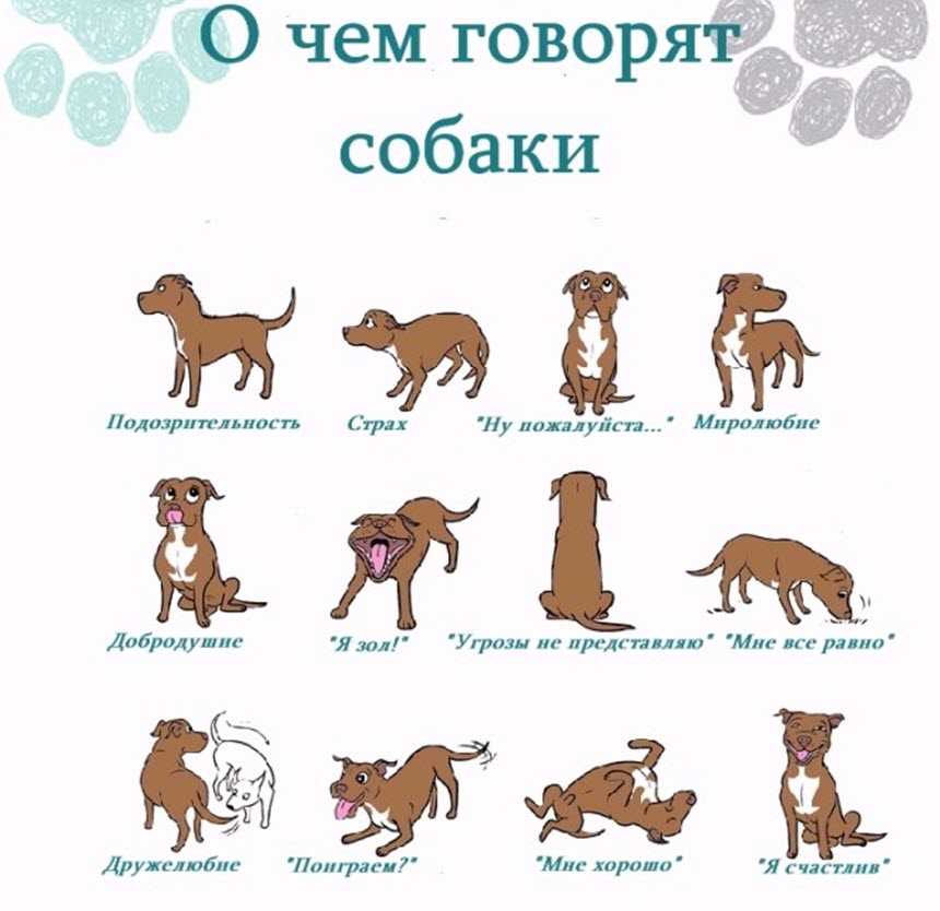 Перевести с русского на собачий язык