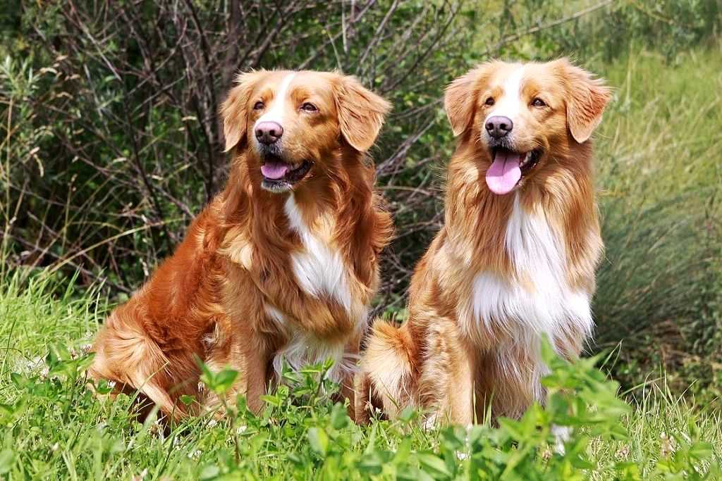 Порода собаки новошотландский ретривер: характеристики, фото, характер, правила ухода и содержания