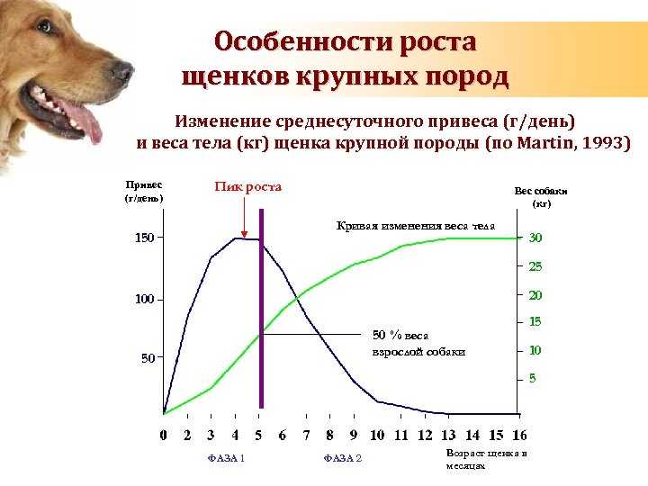 Сколько длится беременность у собак: продолжительность, периоды в таблице, различие по породам, возможные осложнения