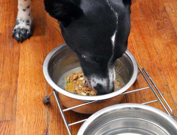 Как поднять аппетит у собаки - советы от optimeal