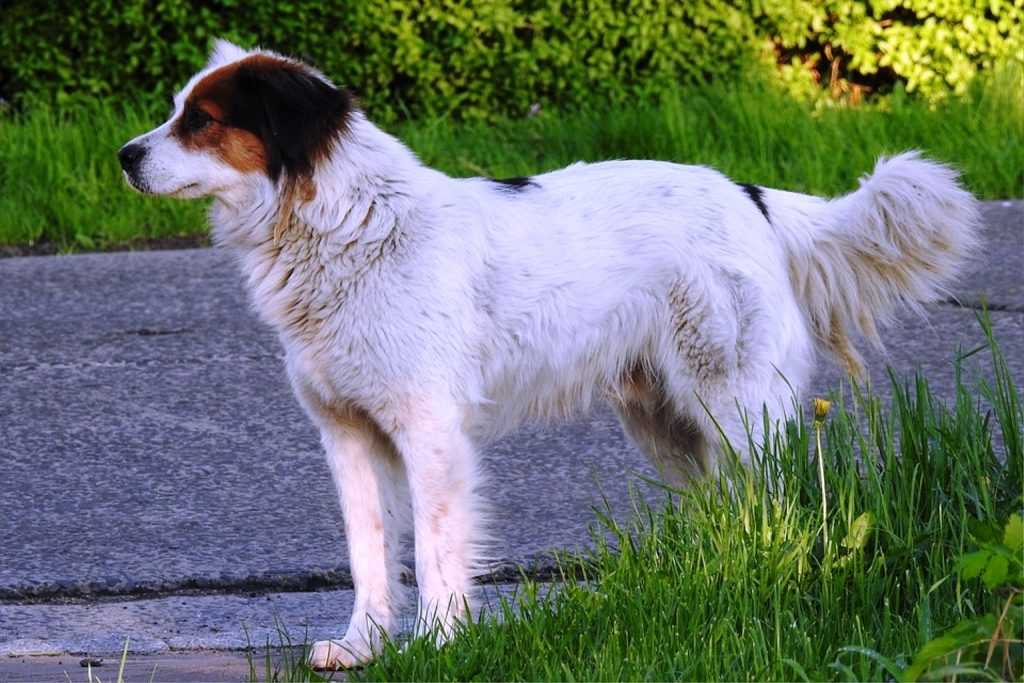 Словацкий чувач: описание породы собак с фото и видео