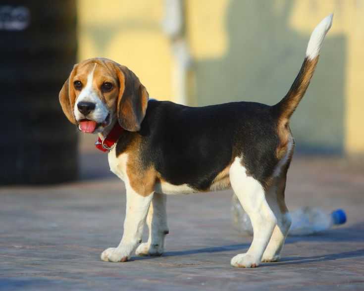 Самая дорогая собака в мире: какие топ 10 и 5 пород на земле и в россии с фото, ценами и названиями, сколько стоят щенки, а также красочные фотографии
