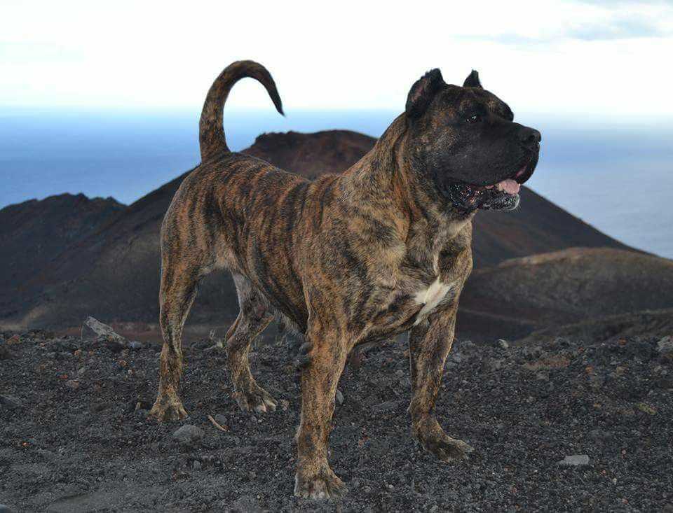 Поденко канарио (канарская борзая): описание породы, фото собаки
