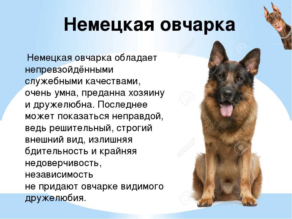 Южнорусская овчарка: все о собаке, фото, описание породы, характер, цена