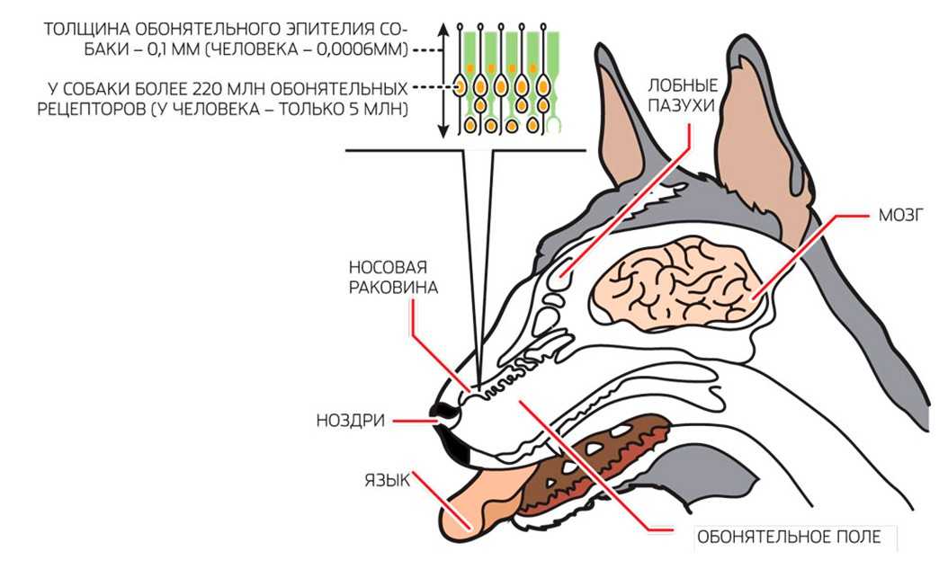 Сухой нос у собаки: причины и нужно ли лечить