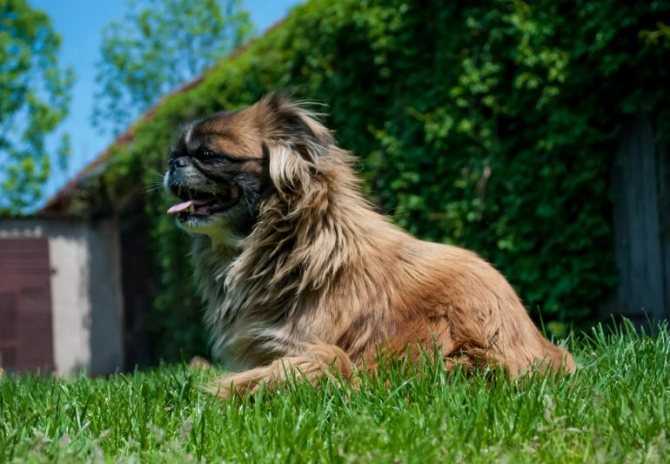 Порода собак пекинес: как ухаживать за любимцем императоров китая, который «себе на уме»
