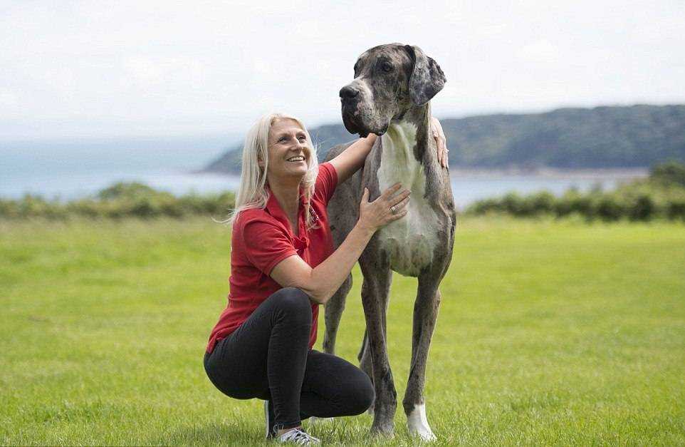10 самых больших пород собак в мире