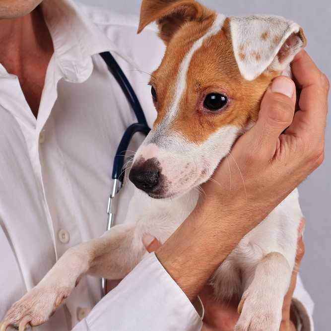 Анемия у собаки: симптомы, причины, лечение | нвп «астрафарм»
