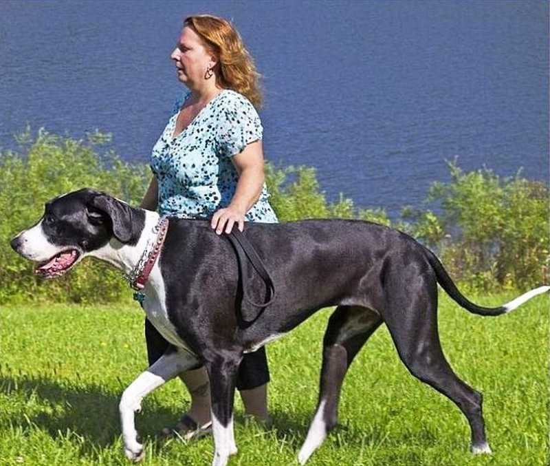 Самые крупные породы собак в мире, фото, видео и описание