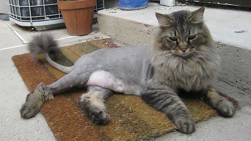 Как подстричь когти кошке в домашних условиях? | hill's pet