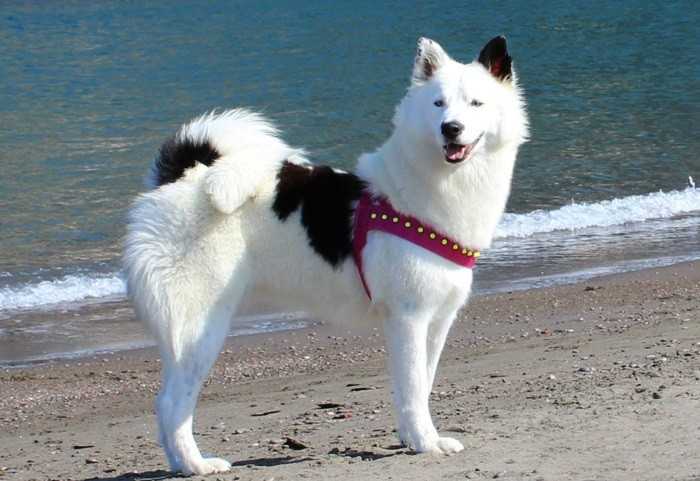 Лайка (собака): фото, описание породы, характер, стандарты и цены