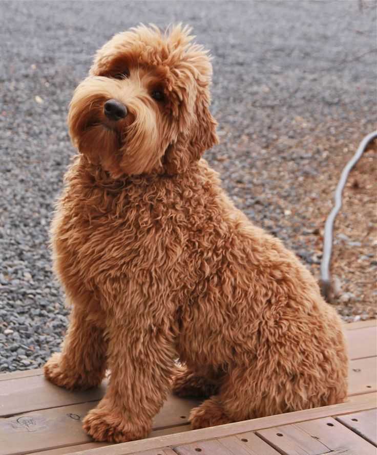Порода собак лабрадудель и лабрадудель австралийский: фото, видео, описание породы и характер