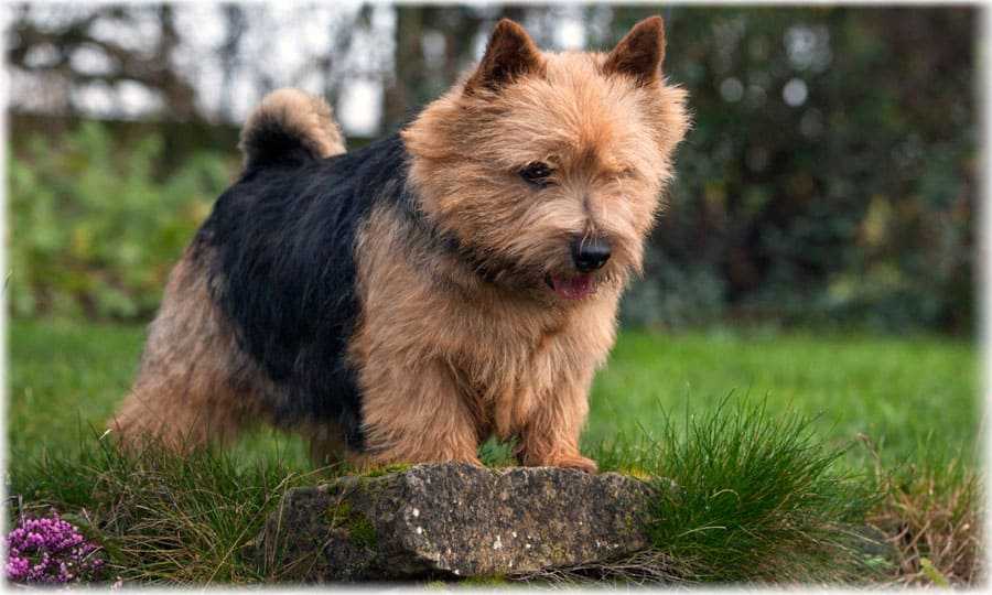 Норвич-терьер: описание породы, характер собаки и щенка, фото, цена