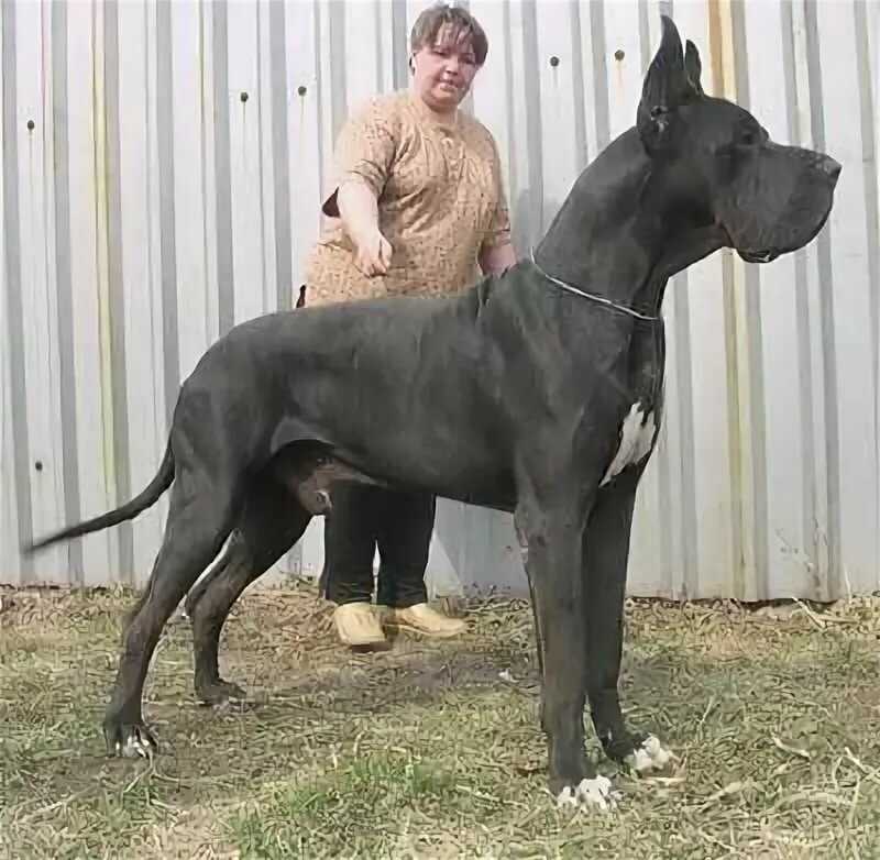 Самая большая собака в мире: фото, видео