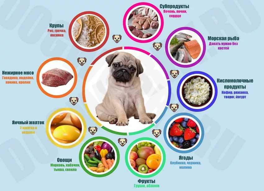Здесь вы найдете полезными статьи на тему правил питания, сбалансированного рациона, норм и дозировок корма для щенка.