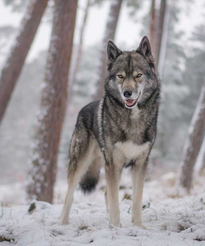 Порода волкособ: фото и описание, характер собаки, цена щенков