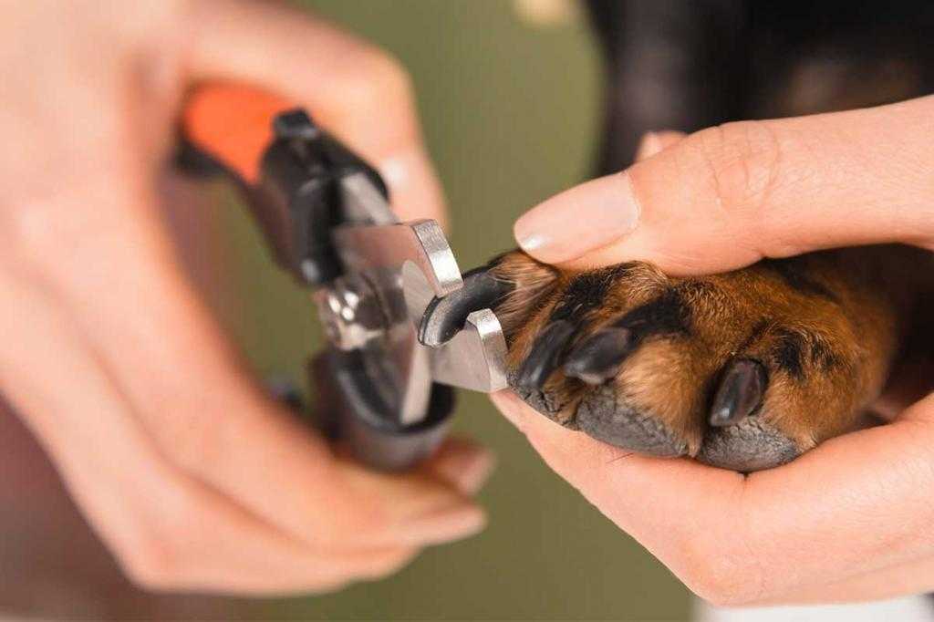 Ветеринарный врач: как правильно стричь когти собаке?