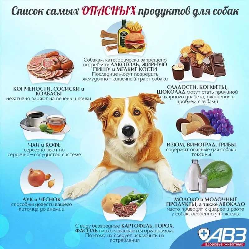 Какой пищей я должен кормить свою диабетическую собаку?