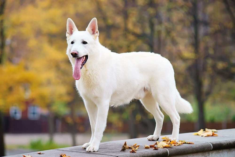 Белая швейцарская овчарка фото, цена щенка, описание породы, отзывы
