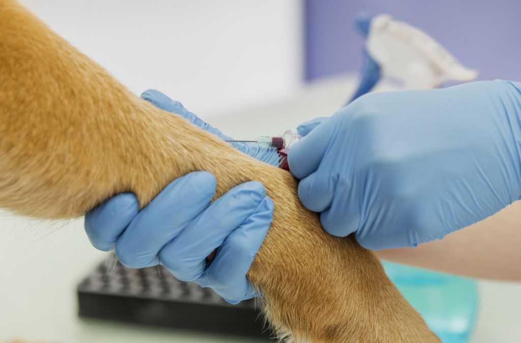 Ветеринарная лаборатория в москве – сдать анализы животных собак кошек