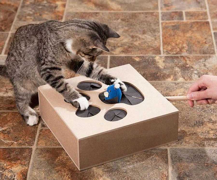 30 оригинальных подарков для любителей кошек. что подарить любителю кошек?