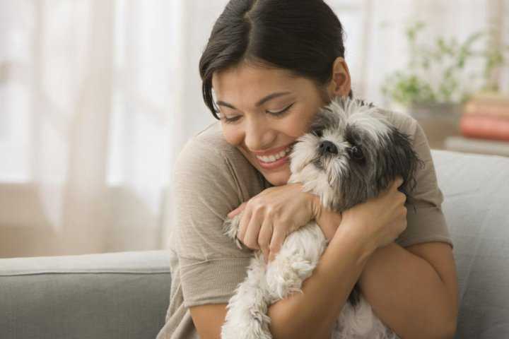 Чихуахуа: уход и содержание собаки в домашних условиях и в квартире, а также как ухаживать, содержать и чем кормить щенка