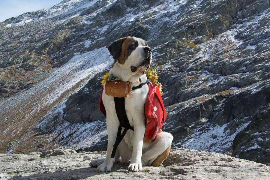 Породы собак которые помогают спасать альпинистов