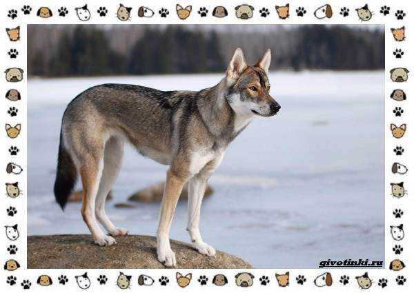 Порода канадская эскимосская собака характеристики, фото, характер, правила ухода и содержания