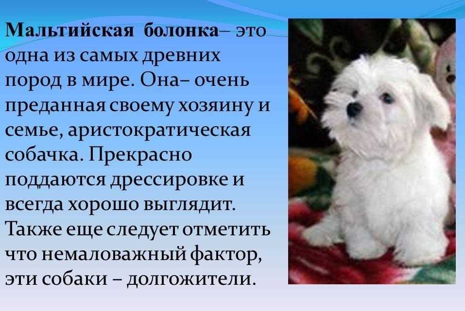 Русская болонка собака. описание, особенности, уход и цена русской болонки | sobakagav.ru