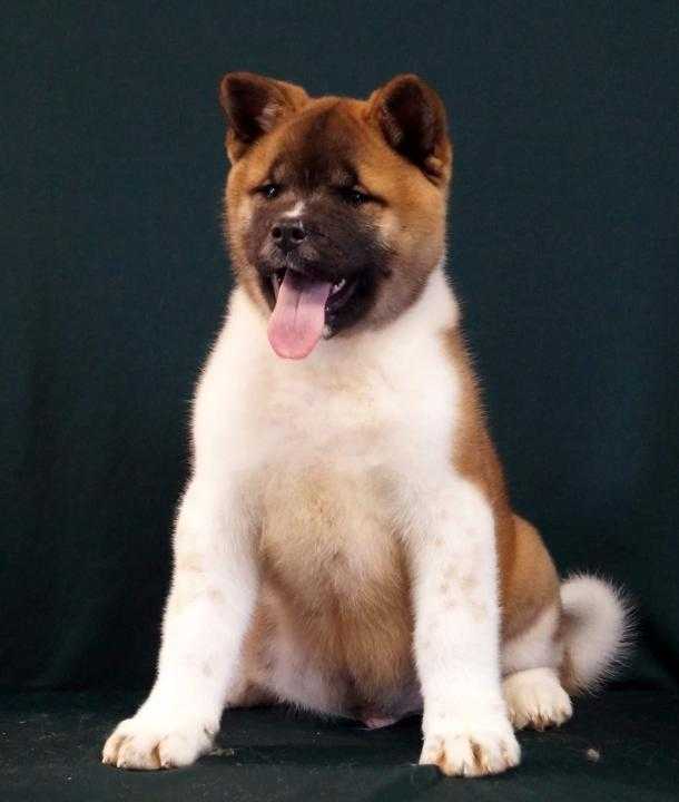 Топ 38 самых больших собак в мире (с фото) | dogkind.ru