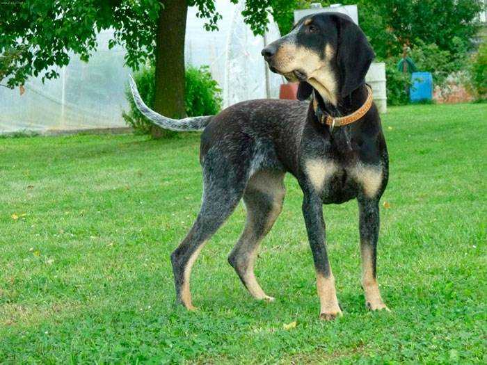 Описание породы собак русская гончая с отзывами владельцев