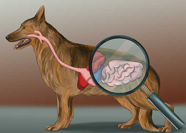 Болезни желудка у собак: гастрит, язва, расширение желудка | zoodom