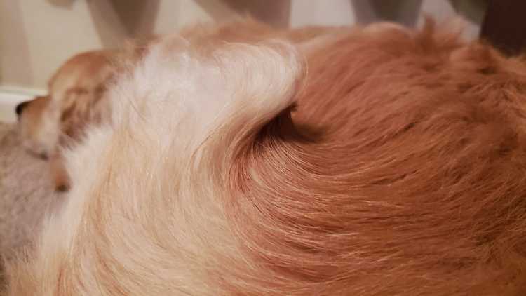 Перхоть у собаки: причины и лечение, что делать если появляется зуд, выпадает шерсть и появляется перхоть на спине - шампуни и другие народные средства