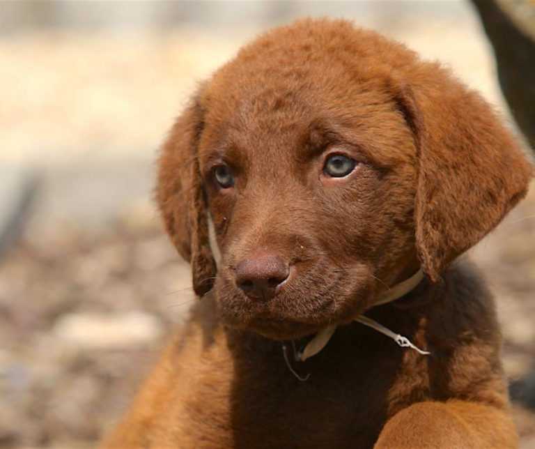Чесапик-бей-ретривер: описание, фото, характер, уход и содержание охотничьей породы собак