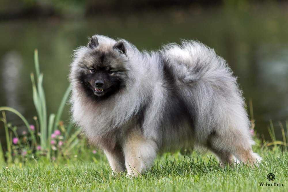 Кеесхонд (вольфшпиц): фото собак, описание стандарта породы и его характеристик, чем кормить кеесхонда