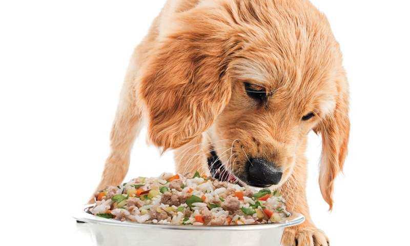 Какие крупы можно или нельзя давать собакам: полезные и вредные злаки, правила кормления