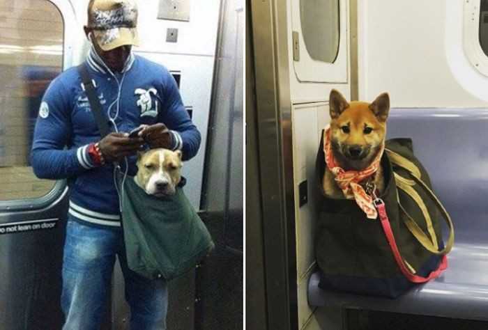 Можно ли перевозить большую собаку в метро?