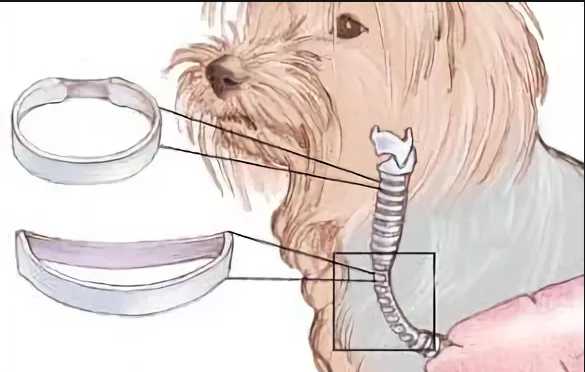 Коллапс трахеи у собак симптомы и лечение | как снять приступ