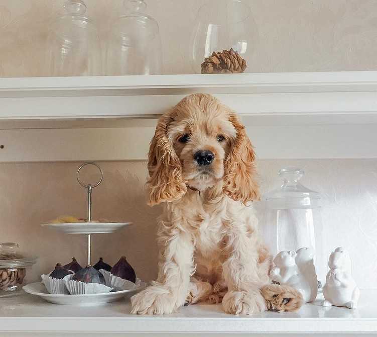 Собаки средних размеров для квартиры (31 фото): названия и описание лучших спокойных домашних некрупных пород
