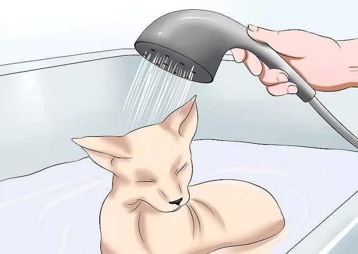 Как моют породу кошек сфинкс: основные этапы процедуры